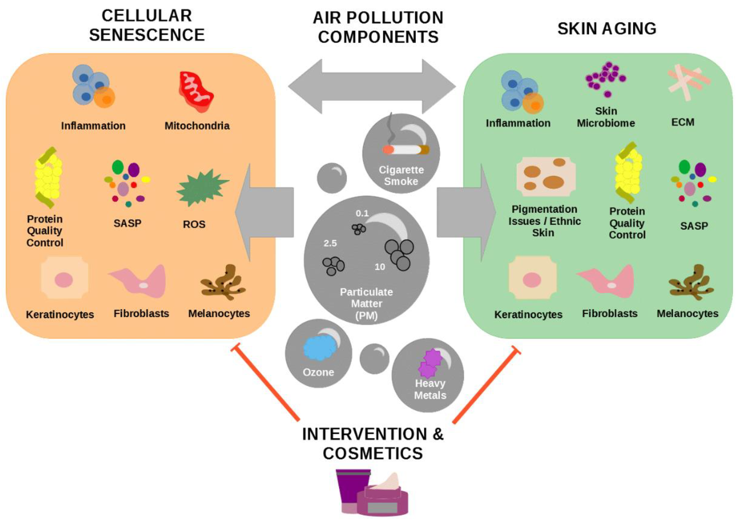 How Sun Exposure & Pollution Impact Skin Aging Process 1