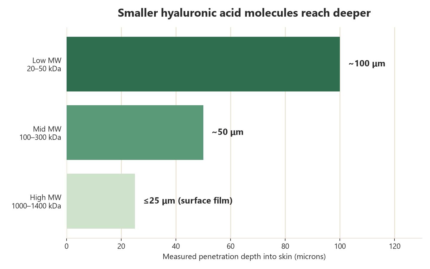 Chart showing low molecular weight hyaluronic acid penetrates deeper into skin than high molecular weight hyaluronic acid